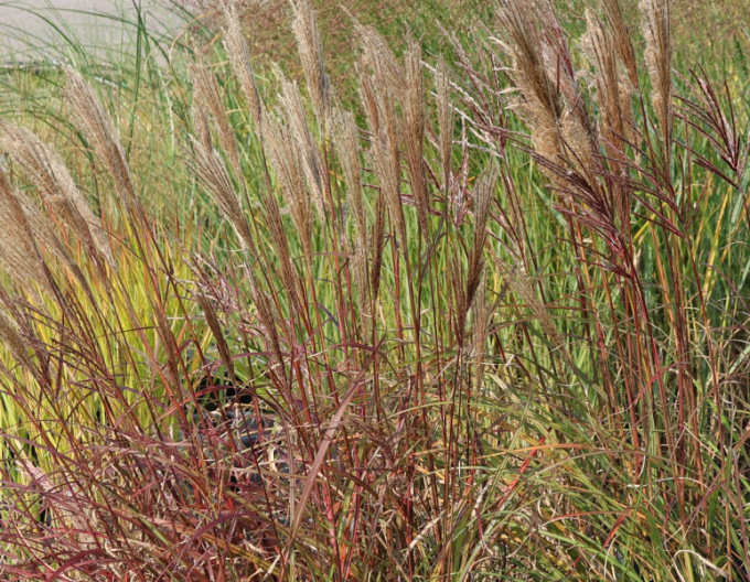 Miscanthus sinensis Red Chief