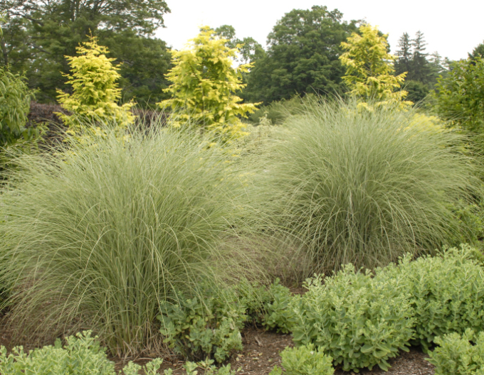 Miscanthus sinensis ´Morning Light´