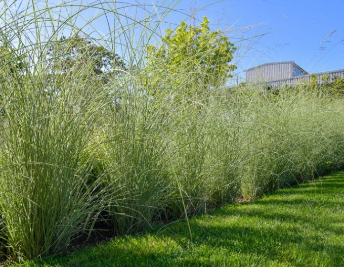 Miscanthus sinensis ´Morning Light´