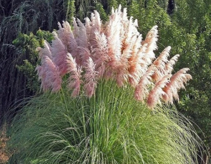 Cortaderia selloana (iarbă de pampas) ´Rosea´