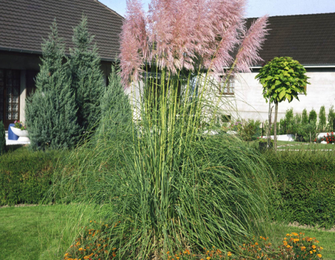 Cortaderia selloana (iarbă de pampas) ´Rosea´