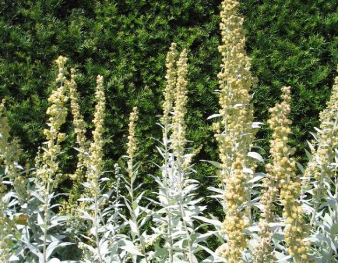 Palina "Valerie Finnis