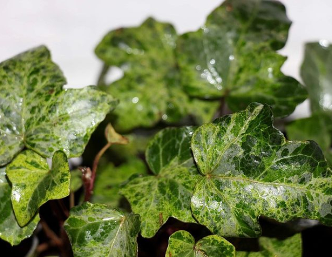 Iederă cățărătoare ´Marmorata´