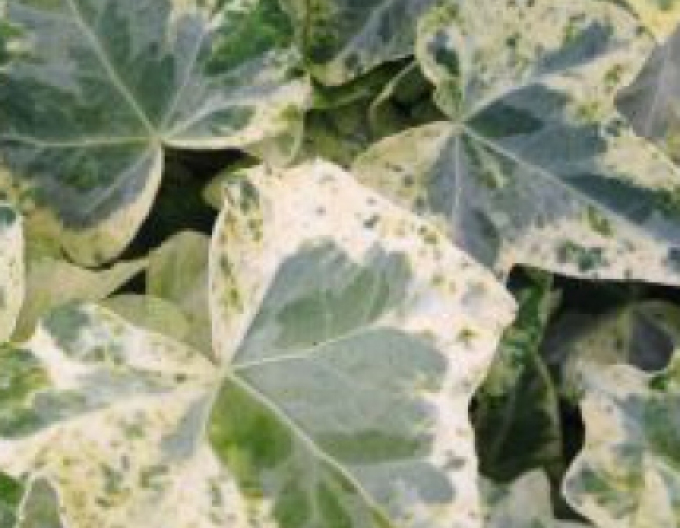 Iederă cățărătoare ´Marmorata´