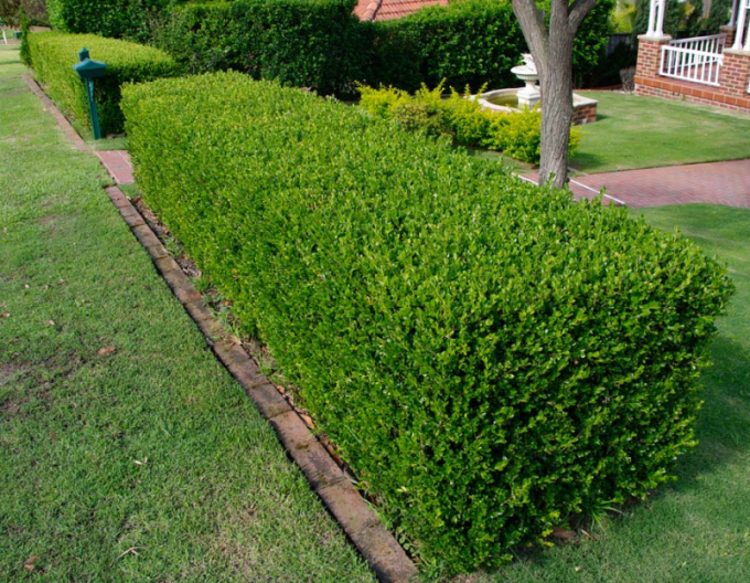 Cimiriș veșnic verde