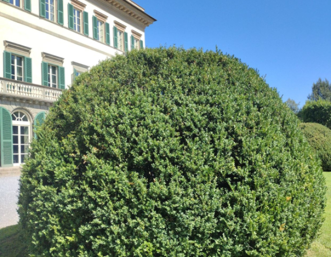 Cimiriș veșnic verde