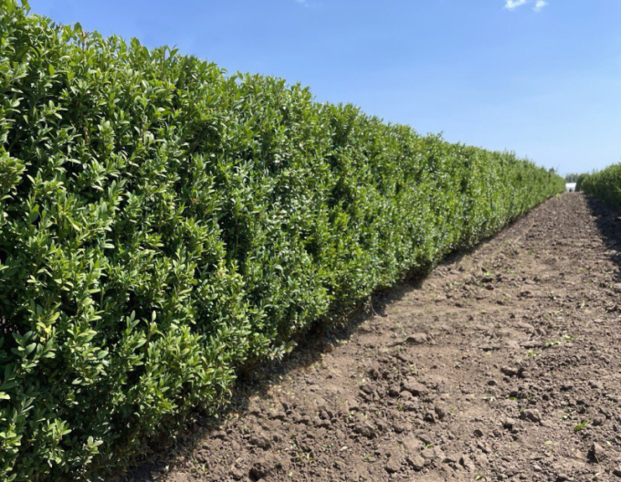 Cimiriș veșnic verde