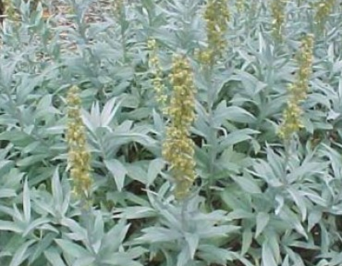 Palina "Valerie Finnis