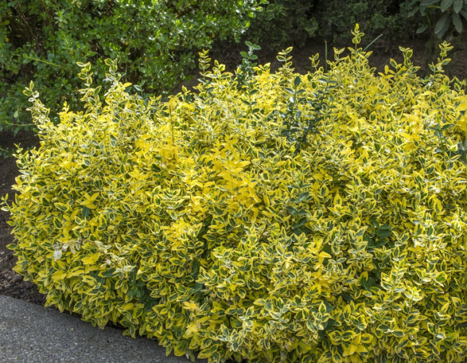 Iedera Fortuneov "EMERALD and GOLD "