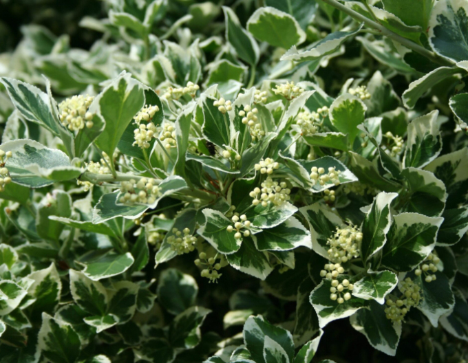 Euonymus fortunei "EMERALD GAIETY"