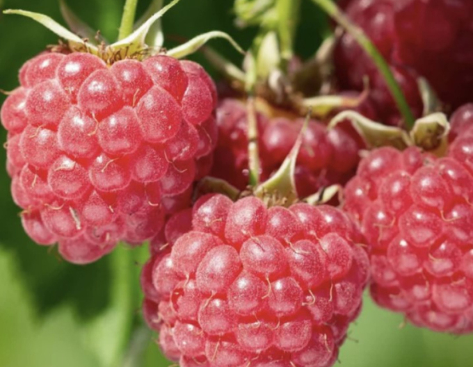 Zmeură roșie „Bohéme” – remontantă