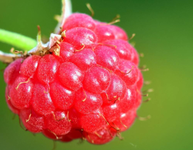 Zmeură roșie „Bohéme” – remontantă