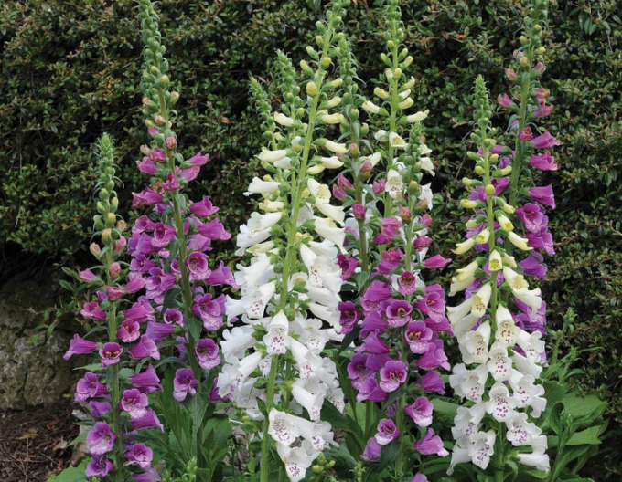 Degețel Dalmatian Mix