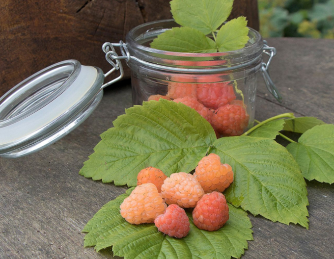 Zmeură galbenă „Valentina” – remontantă