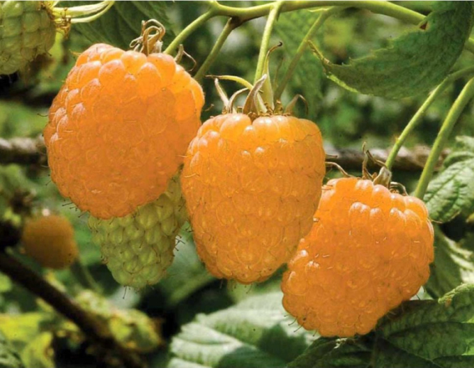 Zmeură galbenă „Valentina” – remontantă