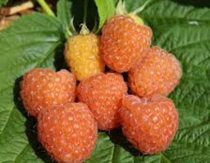 Zmeură galbenă „Valentina” – remontantă