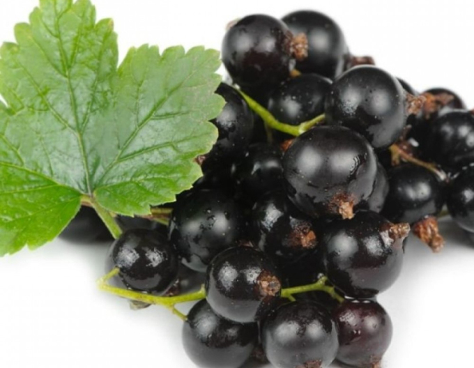 Coacăz negru "Otelo" pom fructifer 2l