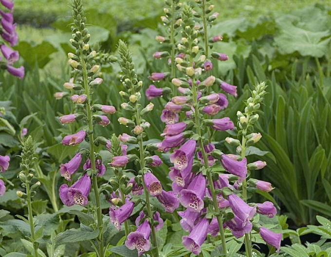 Degețel Dalmatian Mix