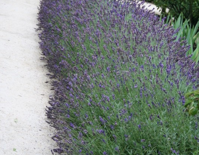 Lavanda "Hidcote Blue