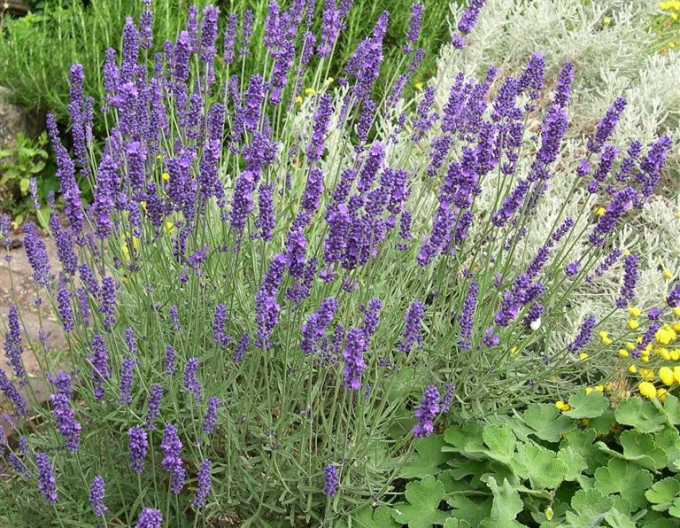 Lavanda "Hidcote Blue
