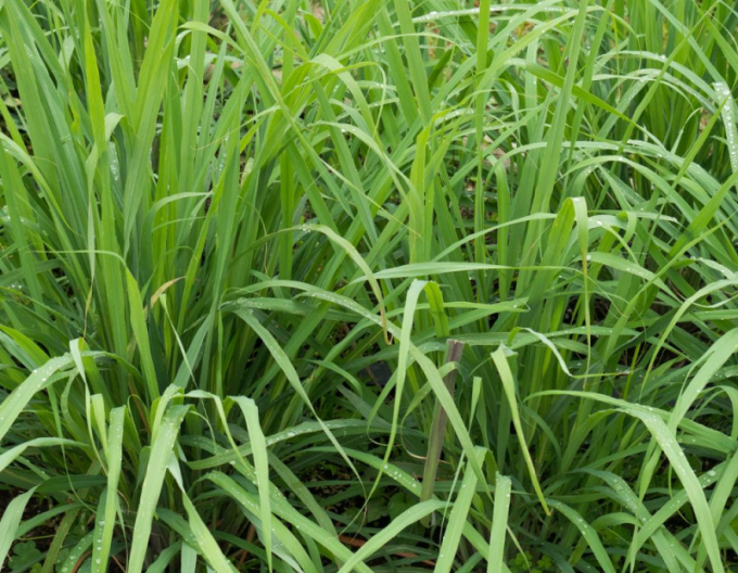 Lemon grass ´Tasty Lemon´