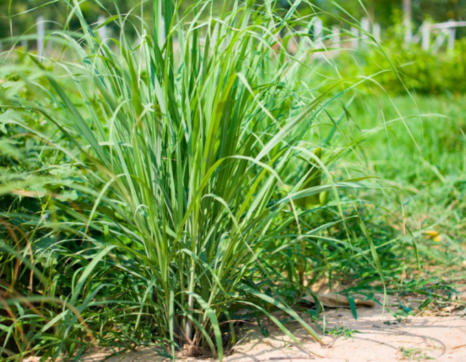 Lemon grass ´Tasty Lemon´