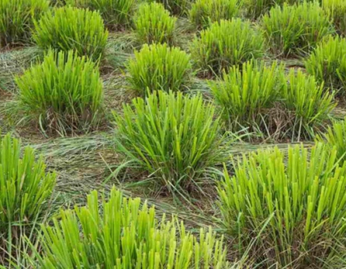 Lemon grass ´Tasty Lemon´