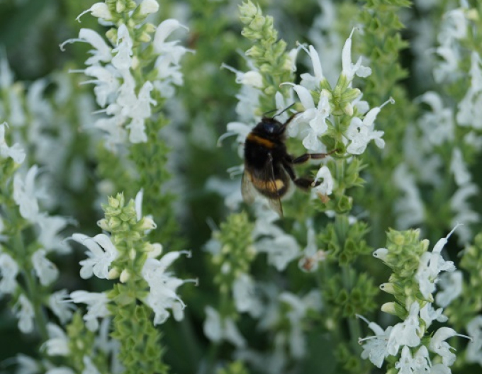 Salvie "Schneehugel