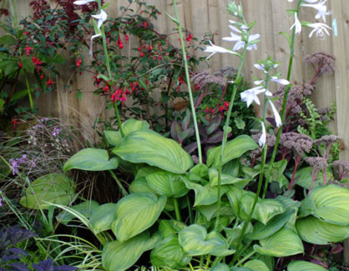 Crin de toamnă - Hosta ´Guacamole´