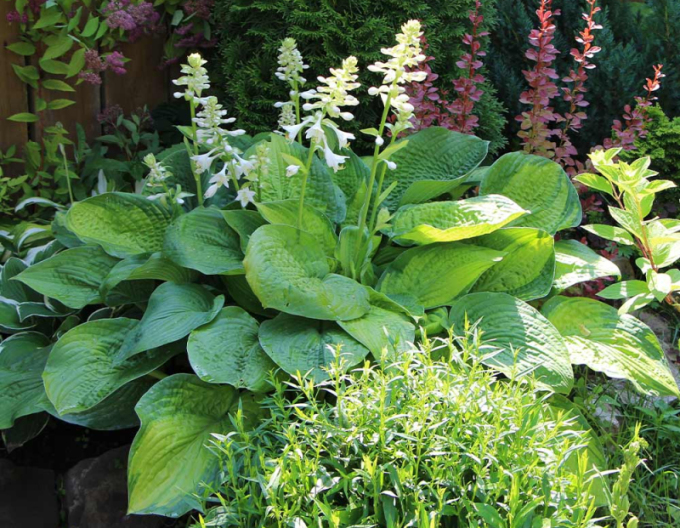 Crin de toamnă - Hosta ´Guacamole´