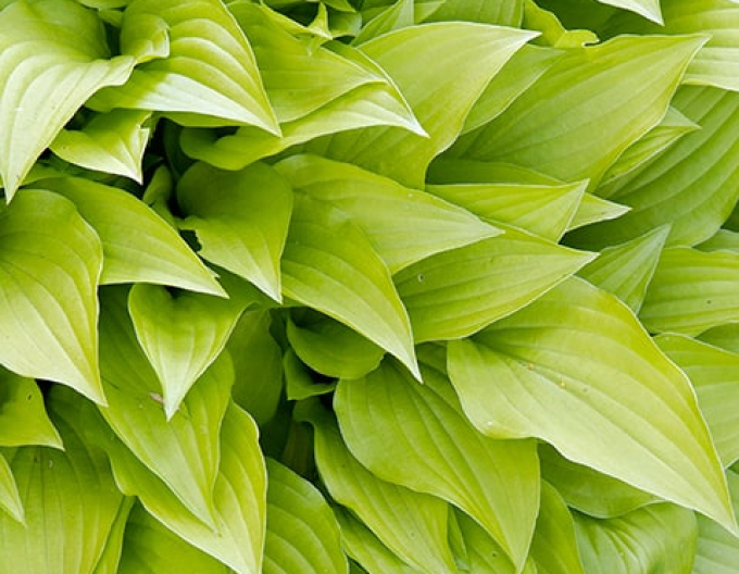 Crin de toamnă - Hosta ´Lemon Lime´