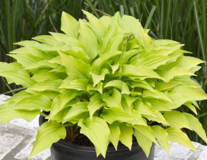 Crin de toamnă - Hosta ´Lemon Lime´