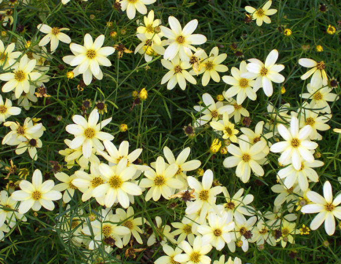 Coreopsis - Frumușica ´Moonbeam´
