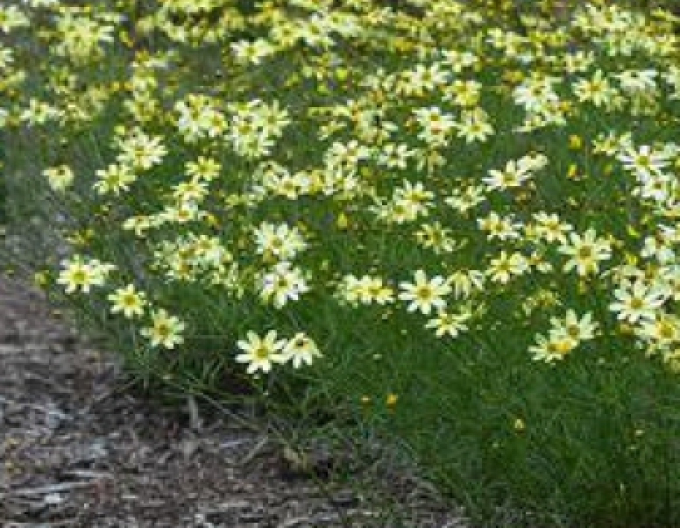 Coreopsis - Frumușica ´Moonbeam´