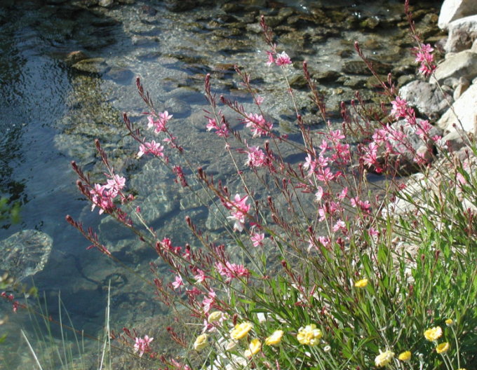 Gaura ´Siskiyou Roz´