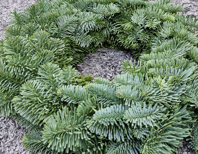 Coroniță de Crăciun (Abies Nobilis) 35cm