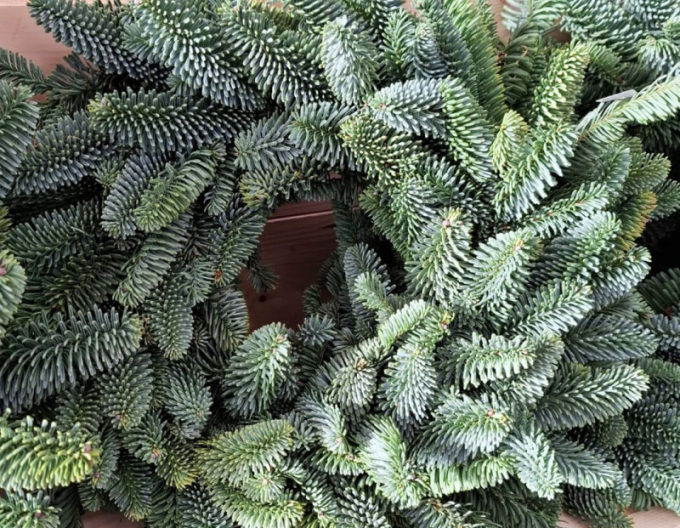 Coroniță de Crăciun (Abies Nobilis) 45cm