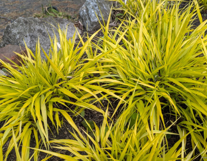 Hakonechloa macra ´Sunflare´