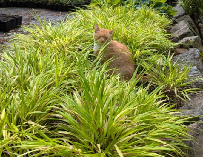 Hakonechloa macra ´Sunflare´