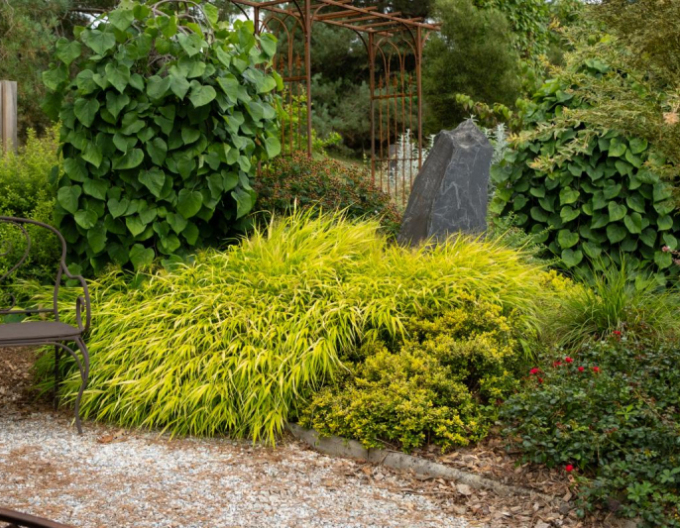 Hakonechloa macra ´Sunflare´