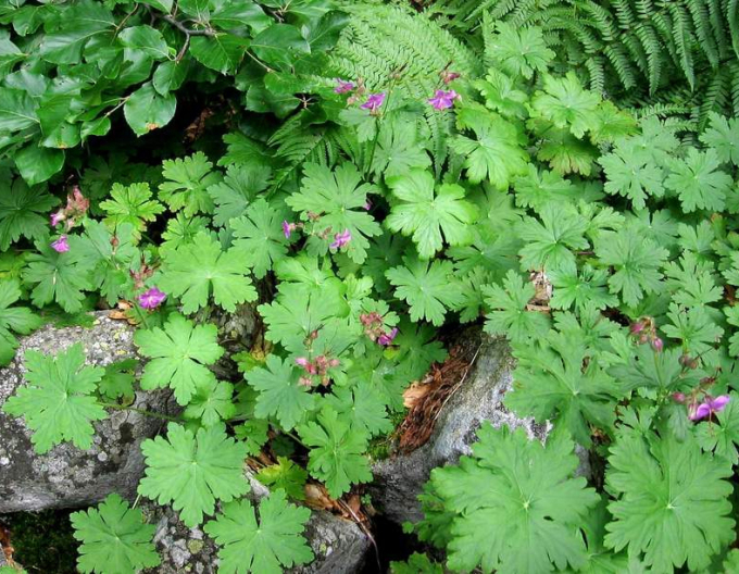 Ciocul berzei ´Geranium´