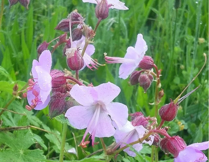 Ciocul berzei ´Geranium´