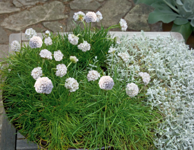 Armeria ´Armada White´