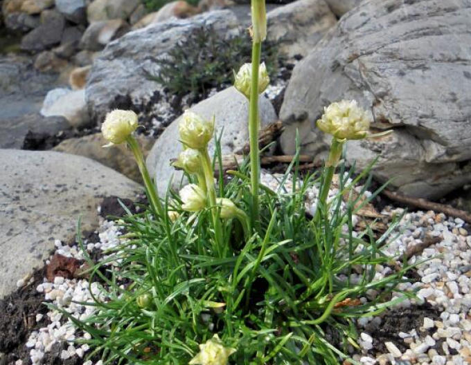 Armeria ´Armada White´