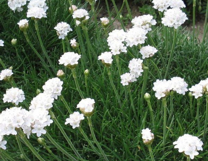 Armeria ´Armada White´
