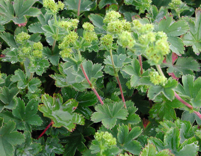 Alchemilla ´Alma´