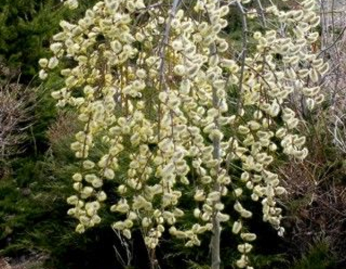 Salcie înaltă ´Kilmarnock´ pe 120cm