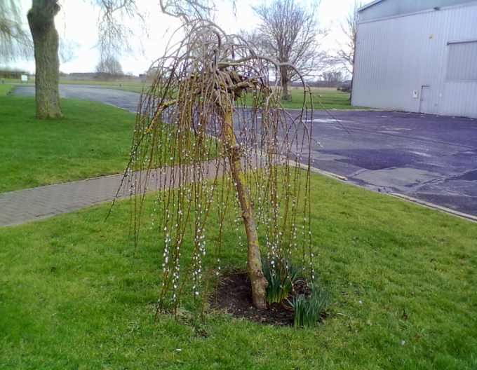 Salcie înaltă ´Kilmarnock´ pe 120cm