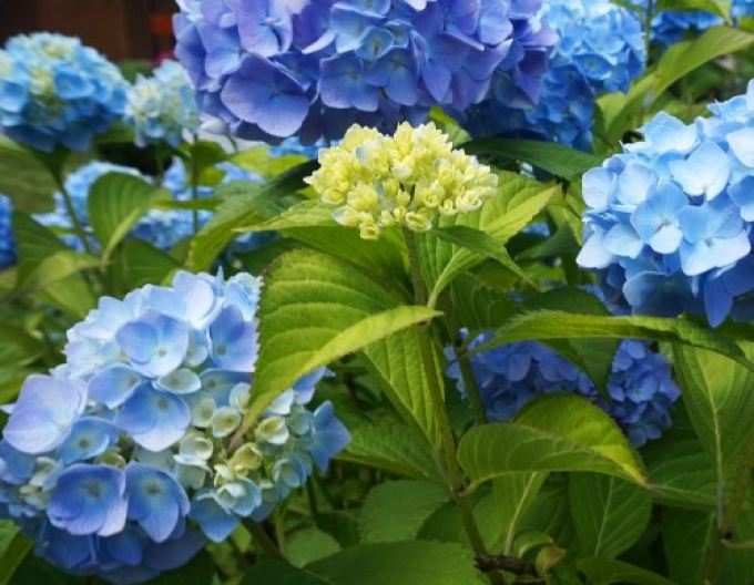 Hydrangea macrophylla Nikko Blue
