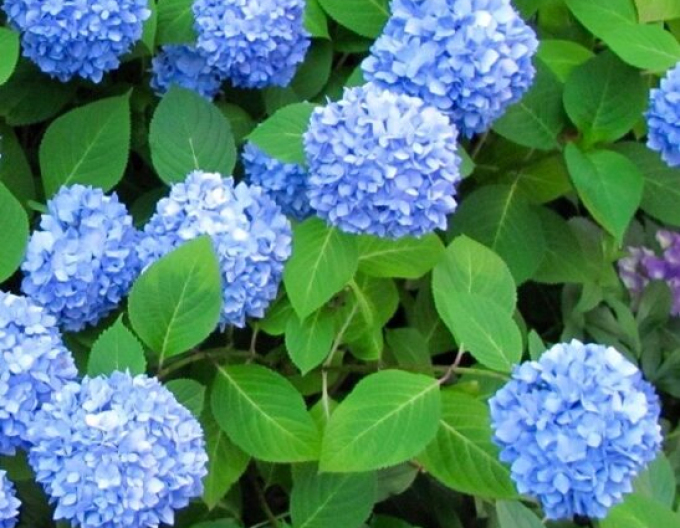 Hydrangea macrophylla Nikko Blue
